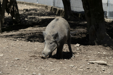 Schwein