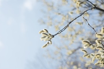 willow twigs with catkins frame with blue background