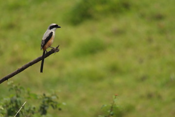 kerala birds