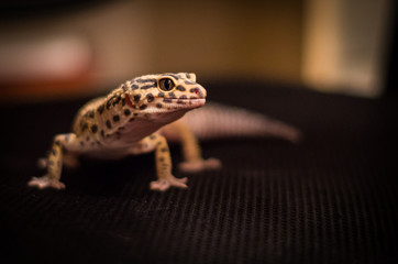Detail of leopard gecko (eublepharis macularius)