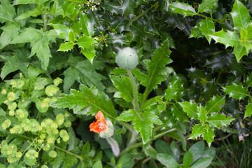 High angle close up of poppy flowers beginning to open up in summer