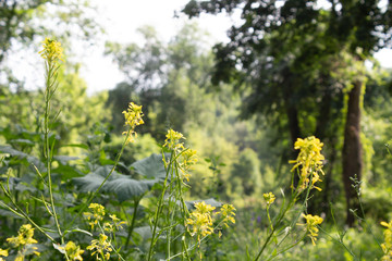 Yellow flowers in a summer park