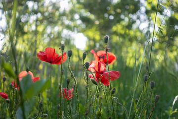 Obraz premium Red poppies in the field