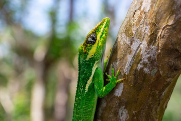 Knight anole (Anolis equestris) clinging to a tree branch - Delray Beach, Florida, USA