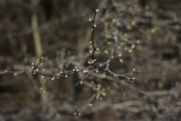 Green leaves and buds on a red willow branch