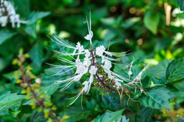 Cat's whiskers (Orthosiphon aristatus) white flowers - Florida, USA