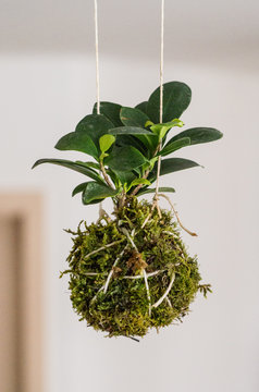 Ficus microcarpa as hanging Kokedama plant