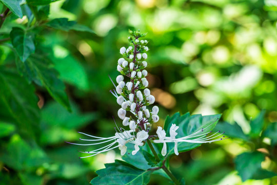 Cat's whiskers (Orthosiphon aristatus) white flowers and buds - Florida, USA