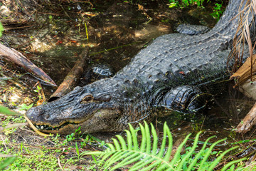 American alligator (Alligator mississippiensis) lying in pond, captive animal - Florida, USA