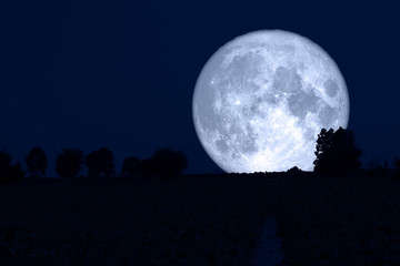 Fototapeta na wymiar super snow moon back silhouette tree in field night sky