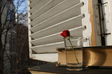 red rose and old antique book
