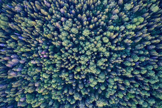 Aerial photography from the drone. Landscape with green forest