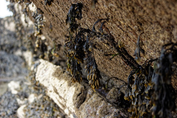 Seaweed Hanging from Shore Rocks