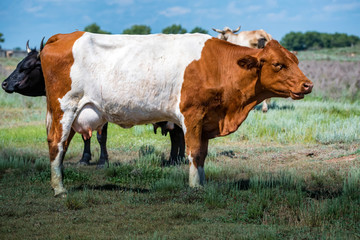 Brown hornless cow in green field in countryside