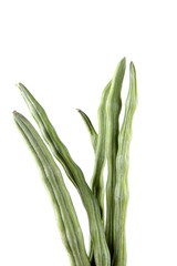 Fresh green Pods of Moringa oleifera,  horseradish, drumstick tree, is a kind of local plant of Thailand. its medicinal properties and health benefits. Isolated on a white background