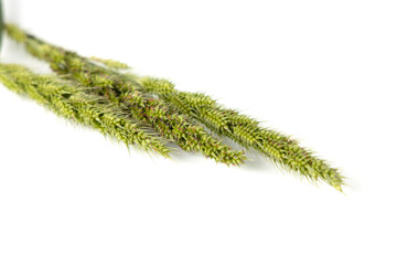 Close upThe green Grass Flower that that looks like Sheaves of rice isolate on white background.