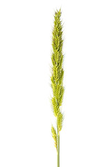 The green Flowering Grass that that looks like Sheaves of rice isolate on white background.