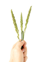 Asia guy hands are holding The green Grass Flower that that looks like Sheaves of rice isolate on white background.
