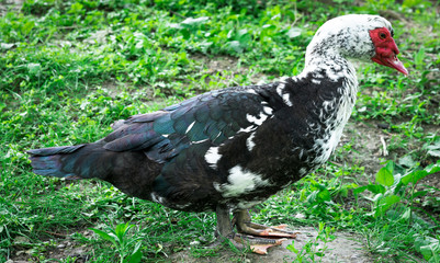 duck mute grazing on a green meadow. wild duck on a green meadow grazing
