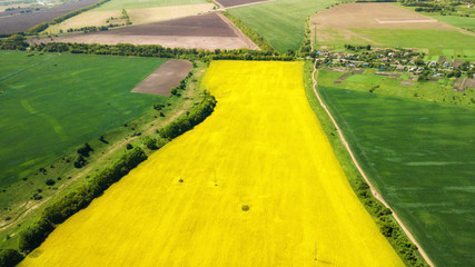 aerial view of yellow rapeseed and green wheat fields and rural road in the middle. natural spring summer background. drone shot. Farmland from above