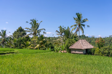 Landscape with rice fields, straw house and palm tree at sunny day in island Bali, Indonesia. Nature and travel concept