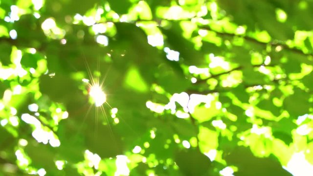 Nature blurry sunny green background with shining sun behind branches. Organic backdrop with sun rays and sunbeams bursting through leaves. Real time 4k video footage.