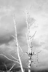 lonely dry tree on a background of gray clouds, view from the bottom, gloomy background 