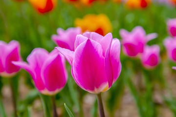 チューリップ