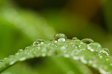 Wassertropfen Tau auf grüner Pflanze - Makro Aufnahme