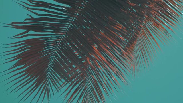 Sunny day in the warm South. The sun's rays make their way through the leaves of the coconut tree.