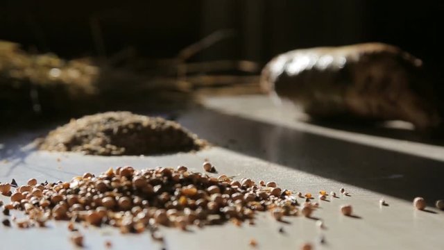 natural wholegrain healthy food for farming meat