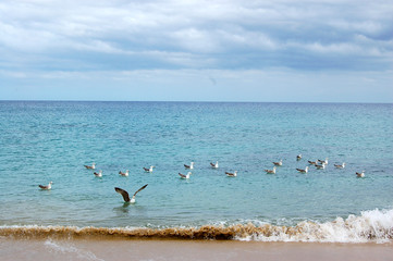 Gaviotas en el mar