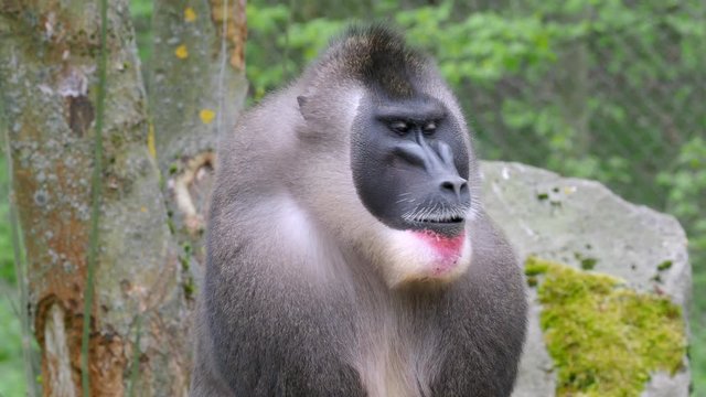 Portrait of Drill monkey, Mandrillus leucophaeus