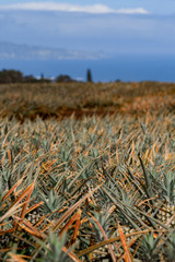 Fototapeta premium Pineapples growing in the field. Ready to be picked and eaten
