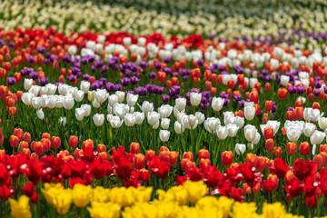 Colorful tulip flower field, in full bloom