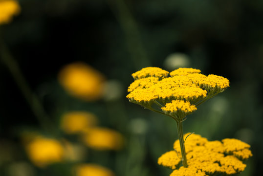 Yellow Yarrow Flowers