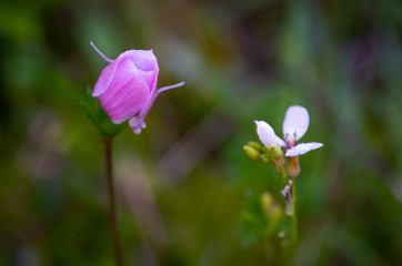 Anemone coronaria magenta flower bud