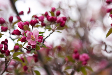 Obraz premium Delicate pink apple blossoms and buds bloom on a tree branch in springtime.