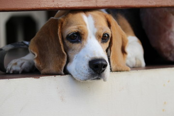 beagle on a white background