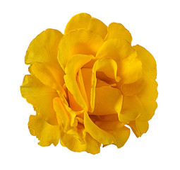 Yellow rose isolated on white background with clipping path