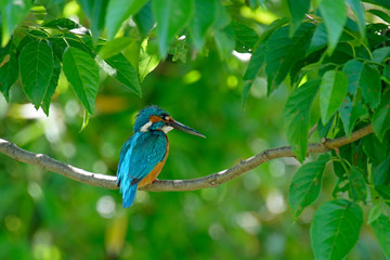 Naklejka premium 新緑のカワセミ