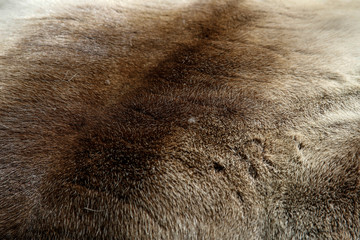 bear fur background or texture