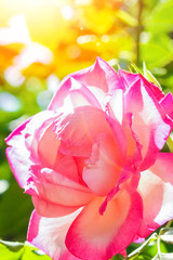 beautiful rose in a park on the nature background