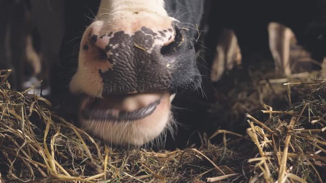 A cow eating hay, close up