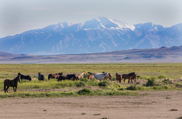 Herd of Wild Horses in the Utah Desert in Spring