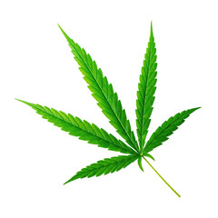 Marijuana or Cannabis leaf isolated on pure white background. Leaves of hemp plants. ( Clipping path )