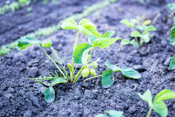 Strawberry seedlings not watered for a long time