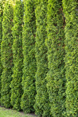 Thuja is a beautiful coniferous plant.