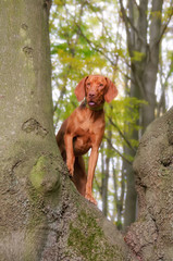  A young golden-rust colored Hungarian Vizsla male dog standing with its front legs against a knobby beech tree trunk in an autumnal forest   