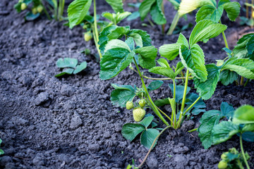 Strawberry seedlings not watered for a long time